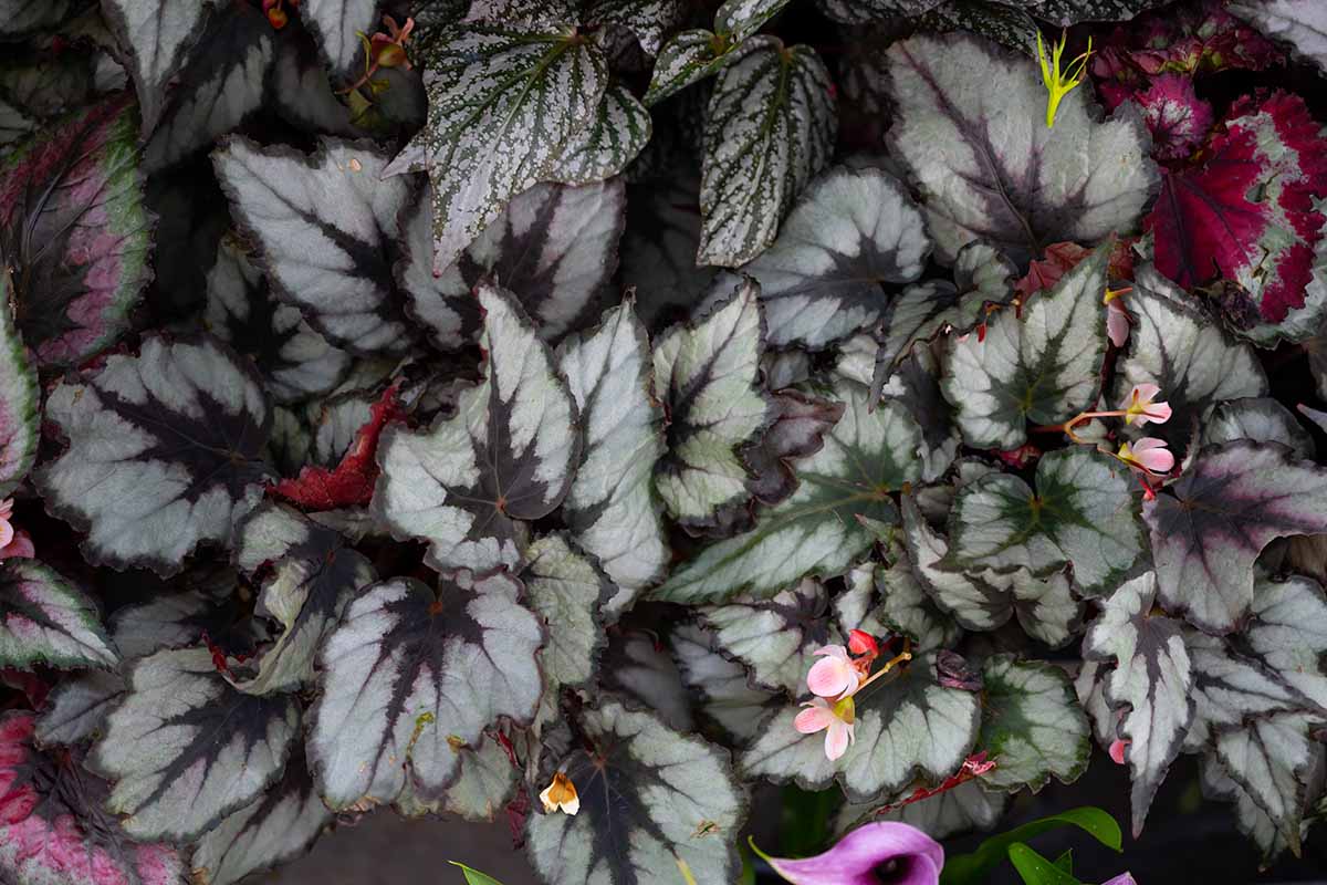 A close up horizontal image of beautiful begonia foliage on potted plants growing indoors.