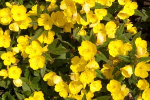 A horizontal close up of a bed of yellow primrose blooms.