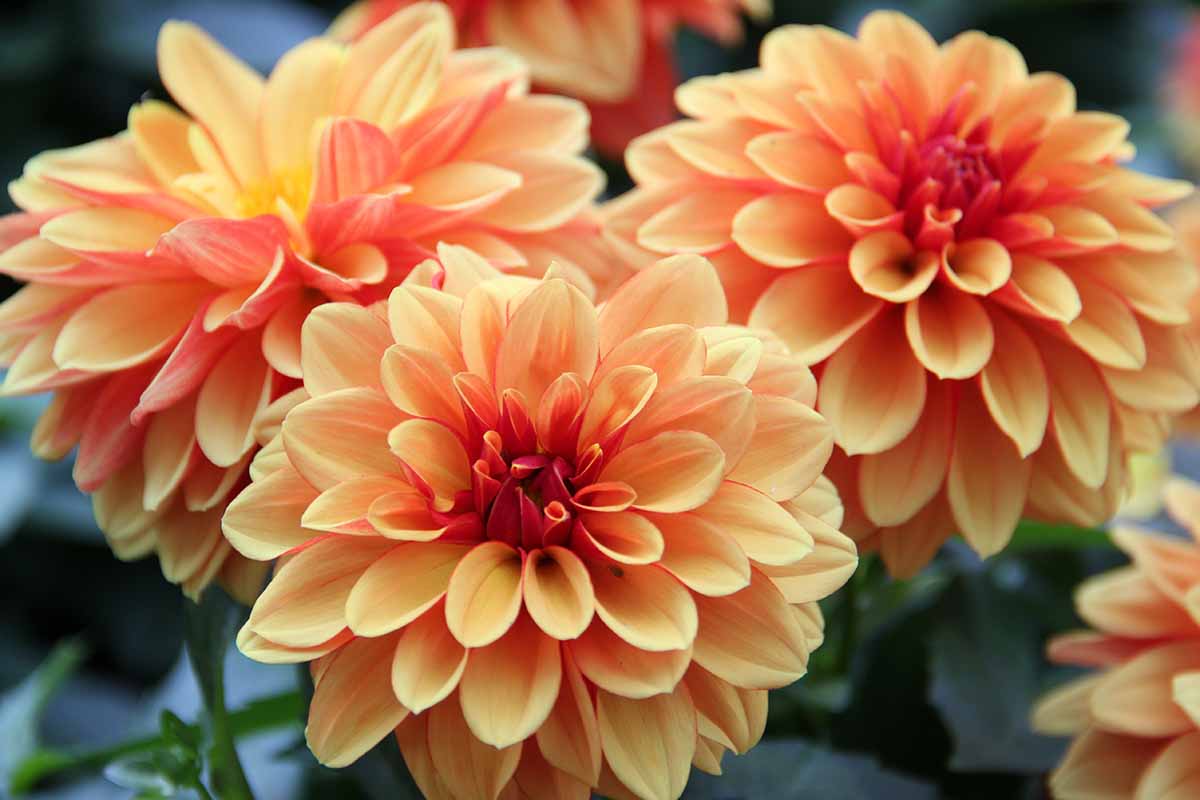 A close up horizontal image of orange dahlia blooms growing in the garden pictured on a soft focus background.