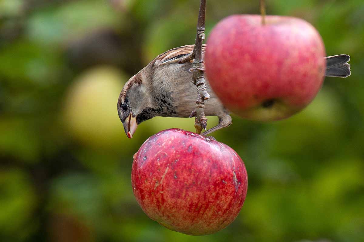 A close up horizontal image of a bird feeding from apples in the garden pictured on a soft focus background.
