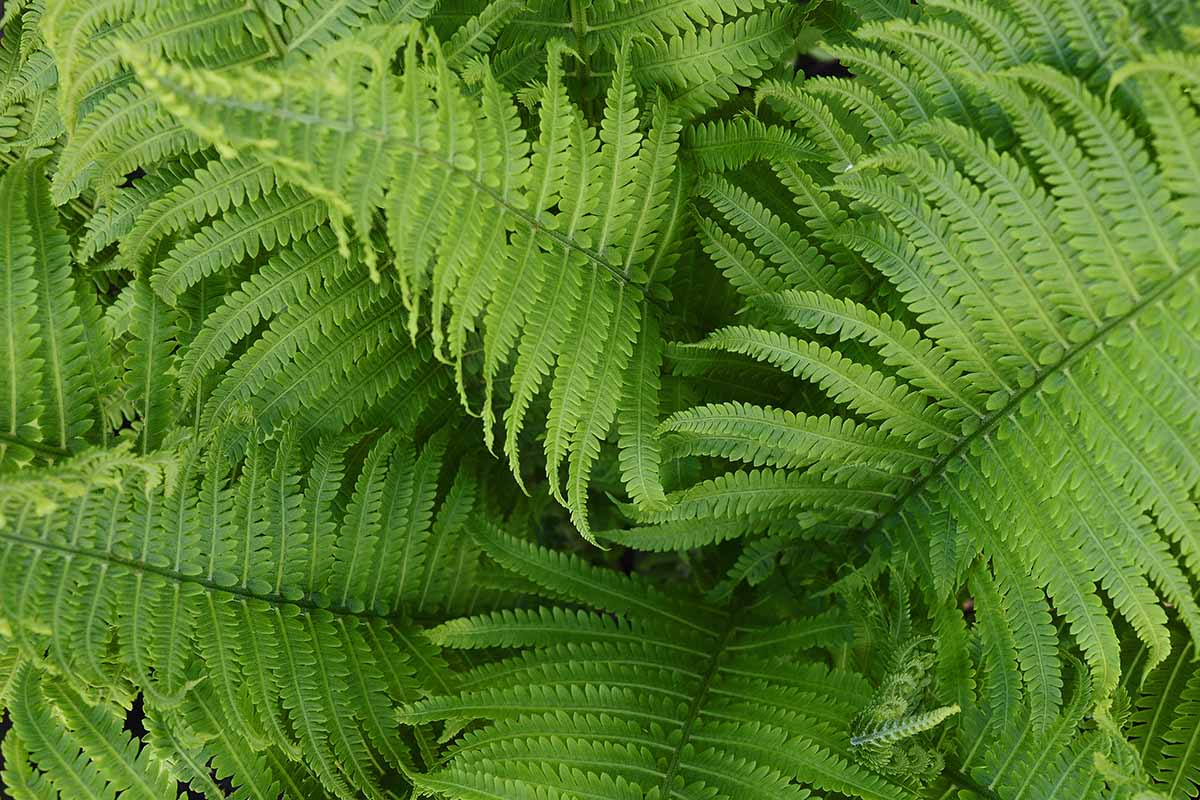 A close up horizontal image of the fronds of a sword fern growing in the garden.