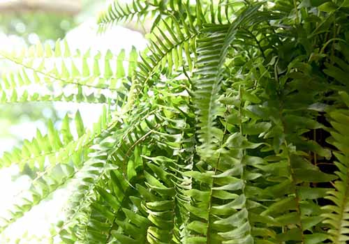 A close up square image of the fronds of a Boston fern growing outdoors in a container.