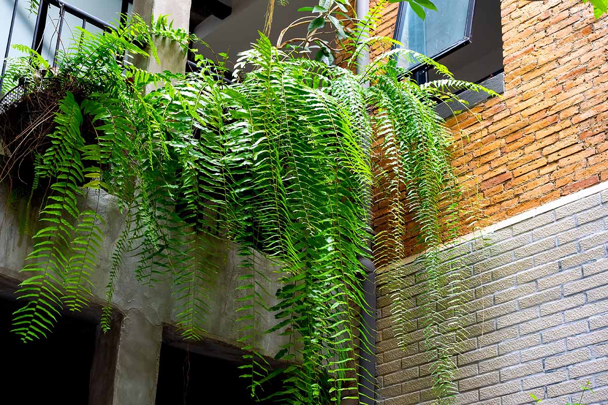 A horizontal image of a Boston fern cascading over the side of a balcony on a brick building.