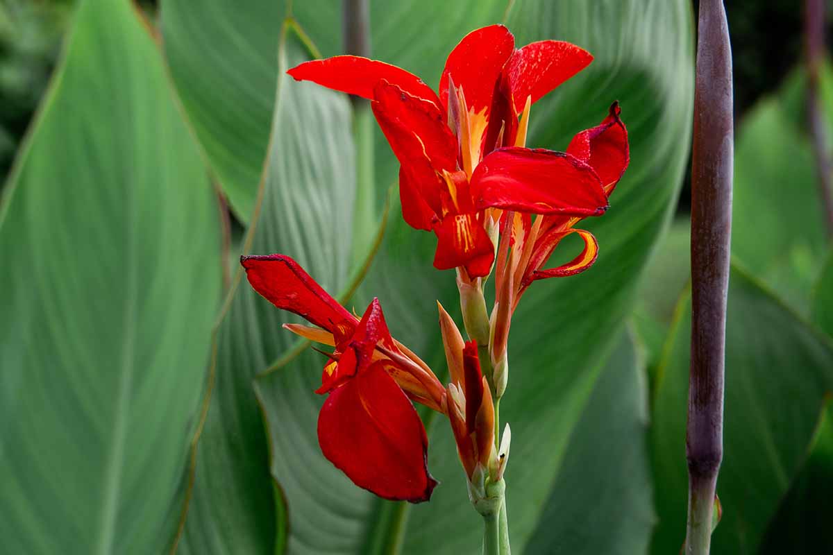 A horizontal image of a single red flower with foliage in soft focus in the background.