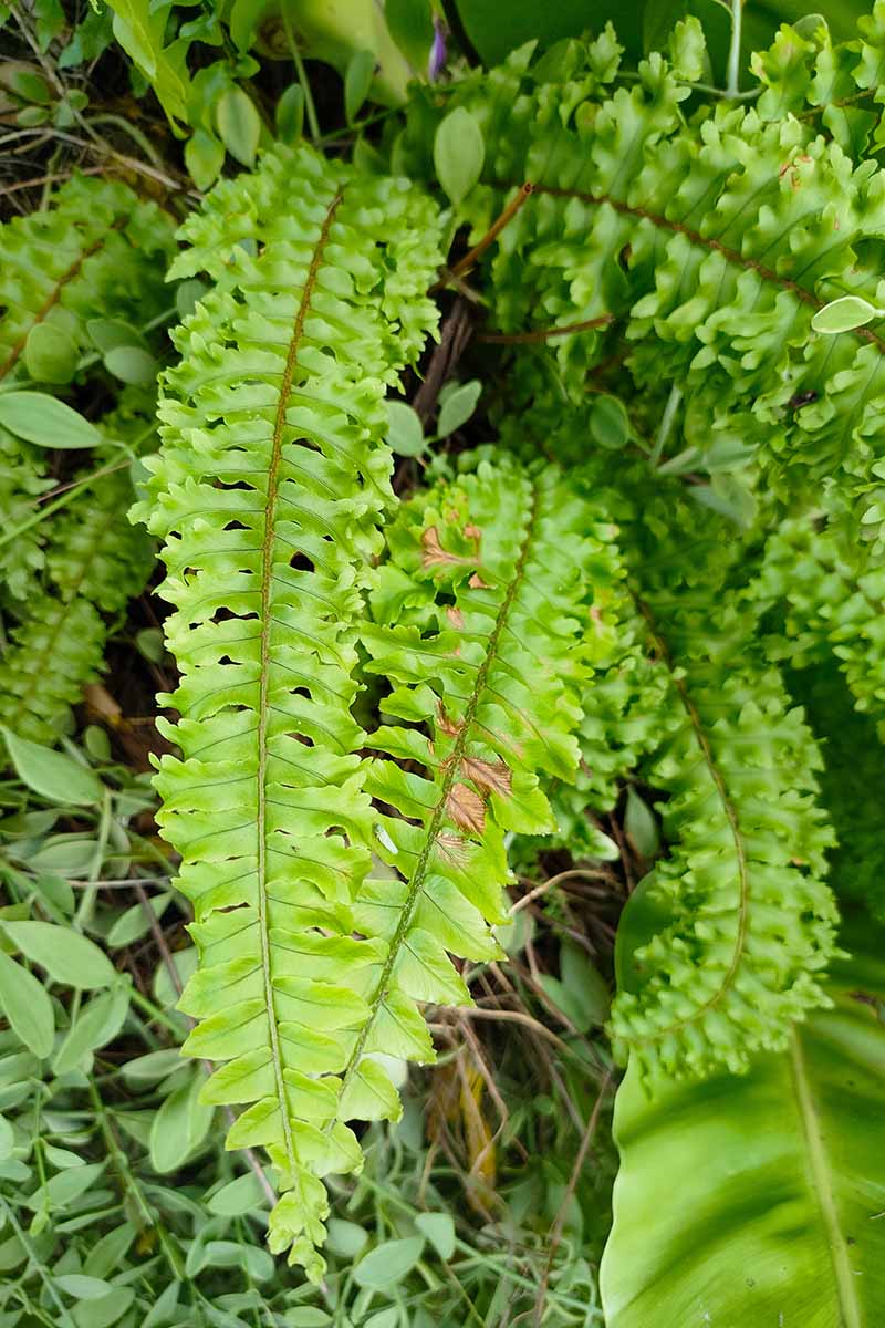 A vertical image of a Boston fern growing in the garden with brown damage to the foliage.