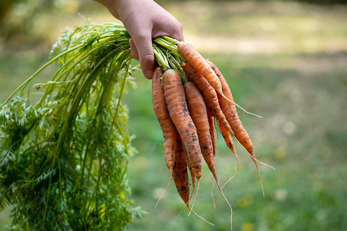 A horizontal image of a hand from the top of the frame holding a bunch of freshly dug carrots pictured on a soft focus background.