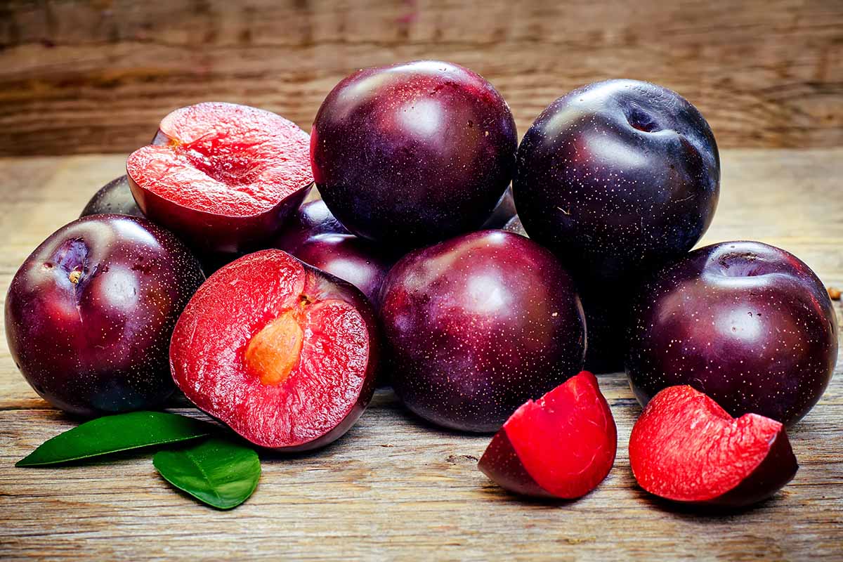 A close up horizontal image of a pile of ripe plums set on a wooden surface.