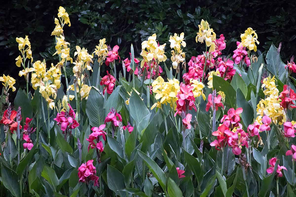 A horizontal image of a large clump of yellow and red canna lilies growing in the garden.