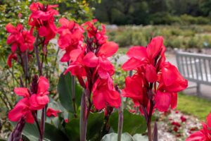 A close up horizontal image of bright red canna lily flowers growing in the garden pictured on a soft focus background.
