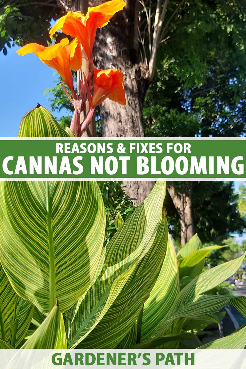 A close up vertical image of a blooming canna lily plant with green striped foliage pictured in bright sunshine on a blue sky background. To the center of the frame is green and white printed text.
