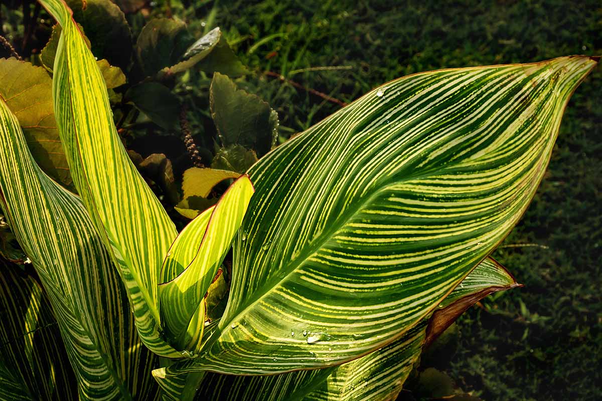 A close up horizontal image of striped canna foliage growing in the shade pictured on a soft focus background.