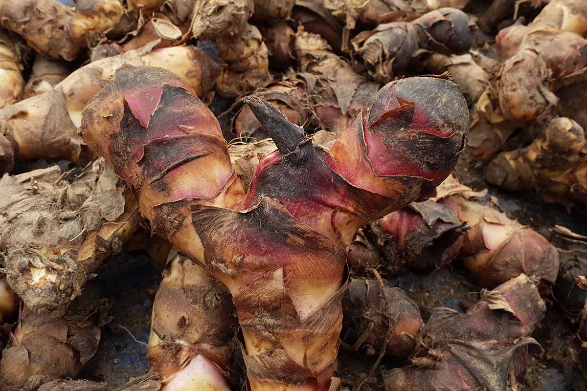 A close up horizontal image of a pile of canna lily rhizomes in storage ready for planting.