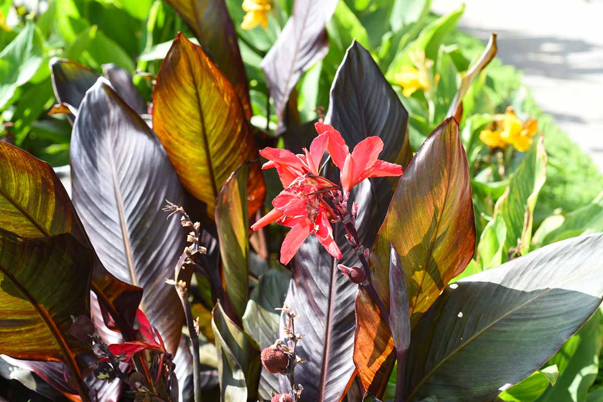 A close up horizontal image of red cannas with dark burgundy foliage growing in the garden pictured in bright sunshine.
