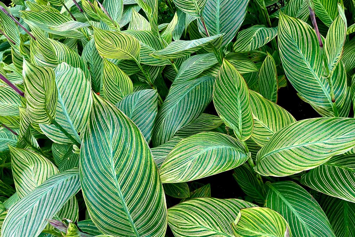 A close up horizontal image of the striped foliage of canna lilies growing in pots in a garden center.