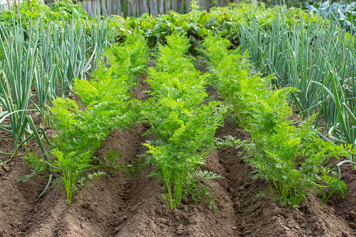 A horizontal image of a neat vegetable garden with rows of different crops.