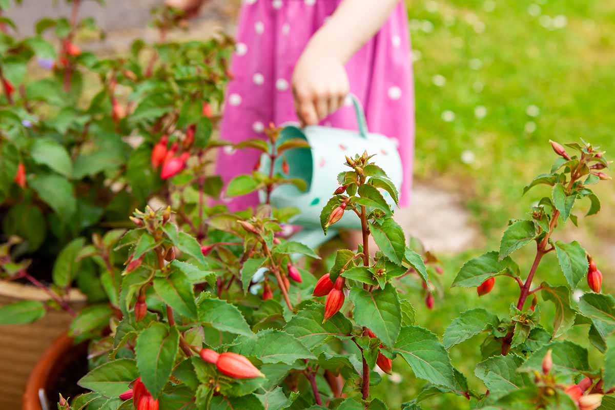 A horizontal image of a child in pink dress watering plants in terra cotta pots with a watering can, pictured on a soft focus background.