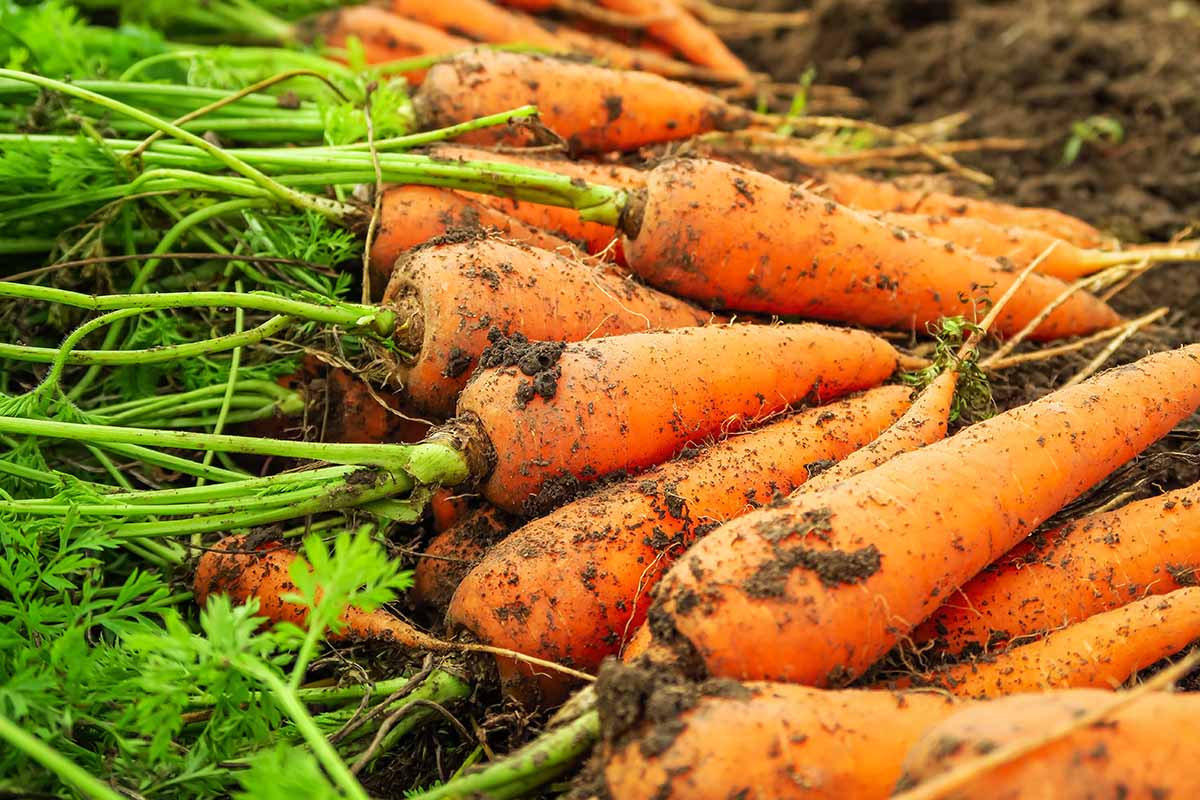 A close up horizontal image of a pile of freshly harvested carrots set on the ground in the garden with the tops still attached.