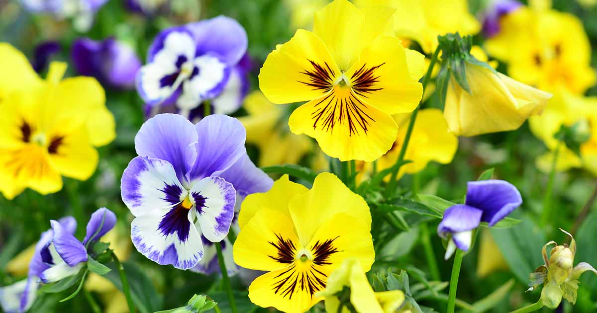 How to Identify and Manage 9 Pansy Pests