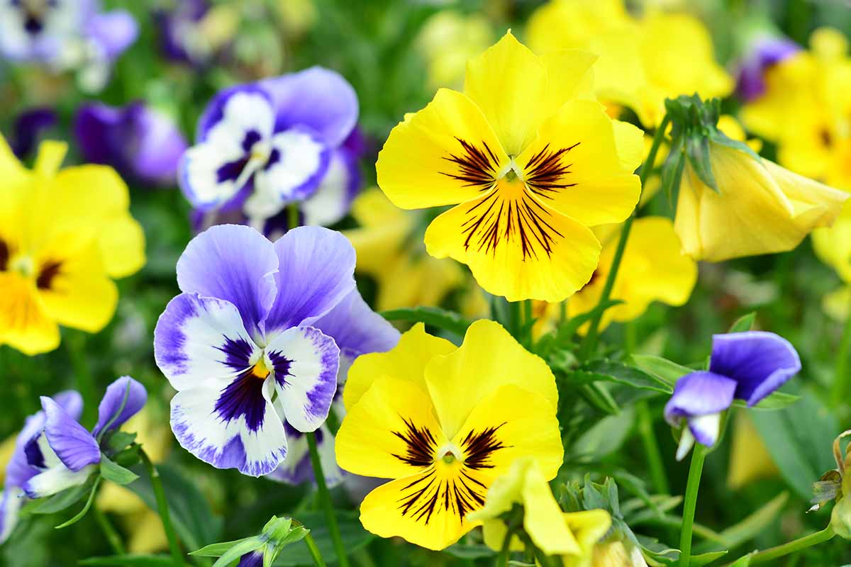 A close up horizontal image of purple and yellow pansy flowers growing in the garden pictured on a soft focus background.