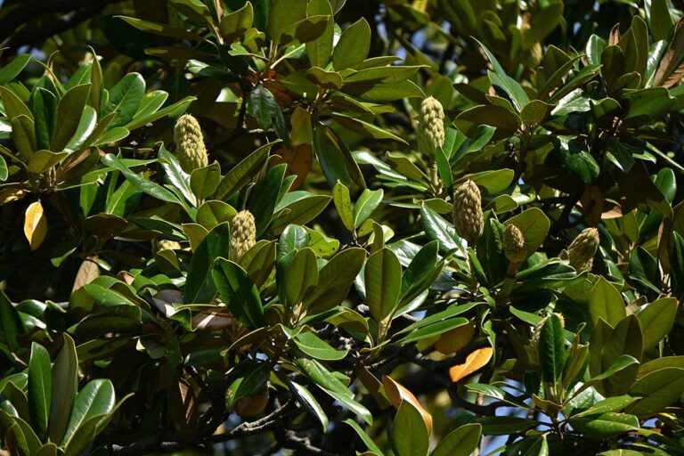 How to Grow and Care for Southern Magnolia Trees