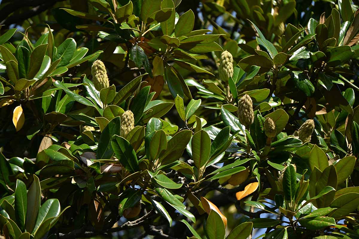 A horizontal image of the cones and foliage of a large tree in the background.