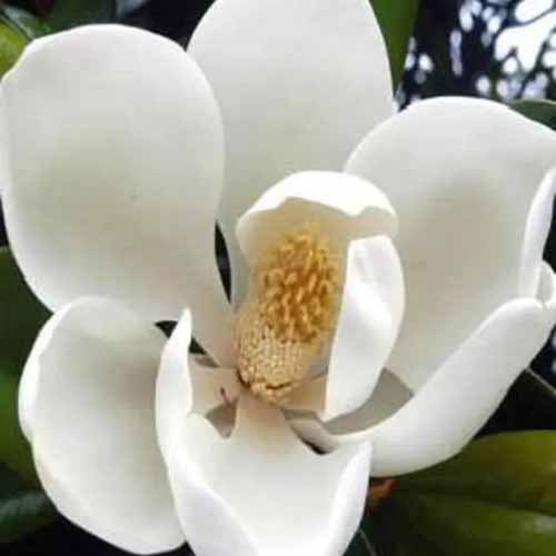 A square image of a large white 'D. D. Blanchard' southern magnolia flower.