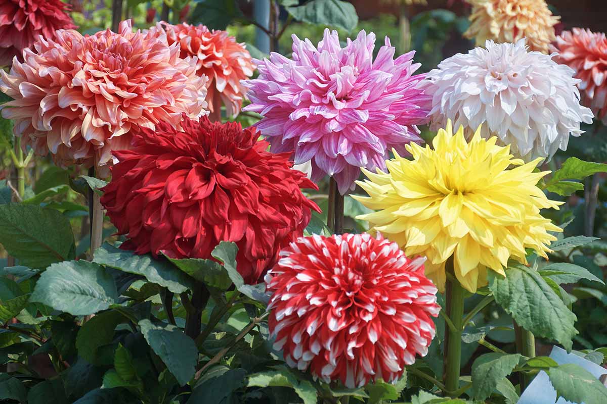 A close up horizontal image of colorful dahlias growing in the garden pictured in bright sunshine.