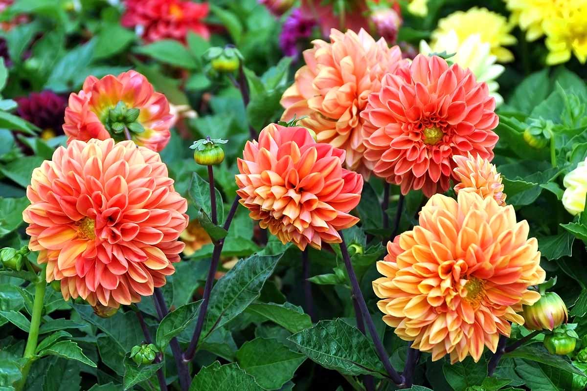 A close up horizontal image of orange and red dahlia flowers growing in the garden.
