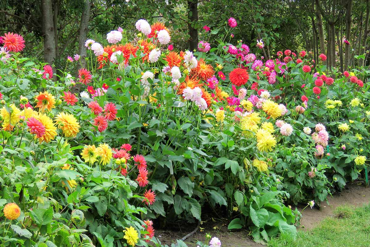 A horizontal image of a colorful garden bed filled with dahlia flowers.