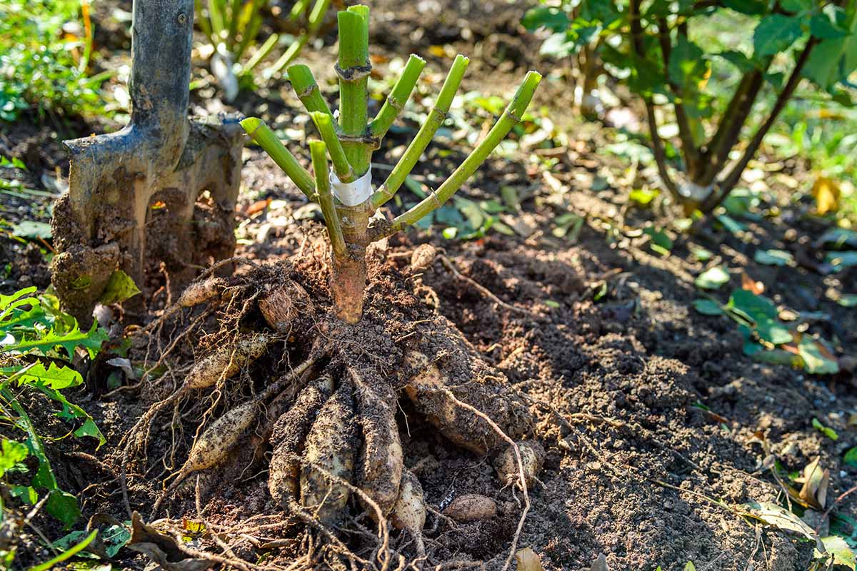 A close up horizontal image of a clump of dahlia tubers freshly lifted from the ground in light dappled sunshine.