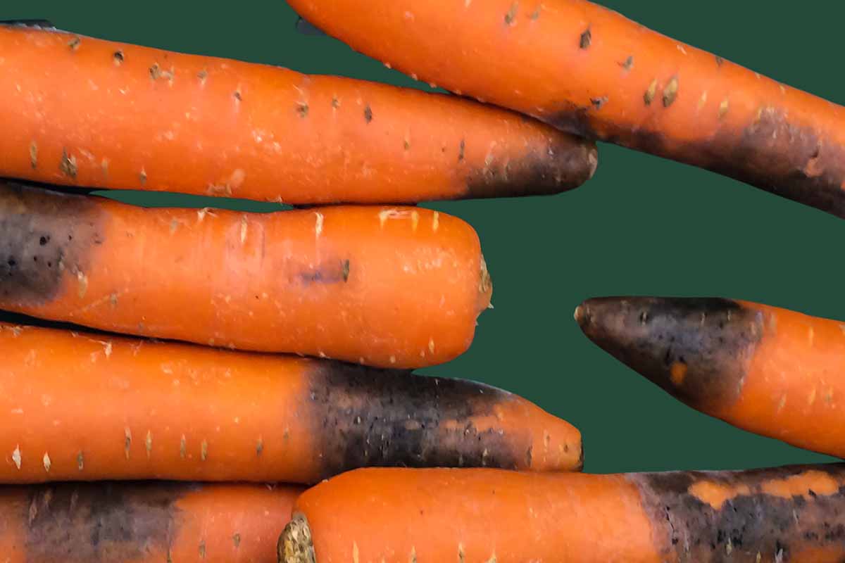 A close up horizontal image of a selection of carrots suffering from black root rot pictured on a green soft focus background.