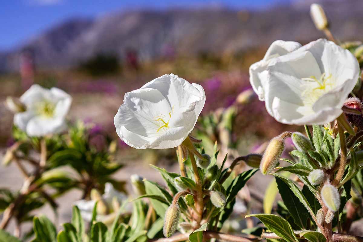 A horizontal shot of white birdcage evening primrose (Oenothera deltoides) blooms pictured on a soft focus background.