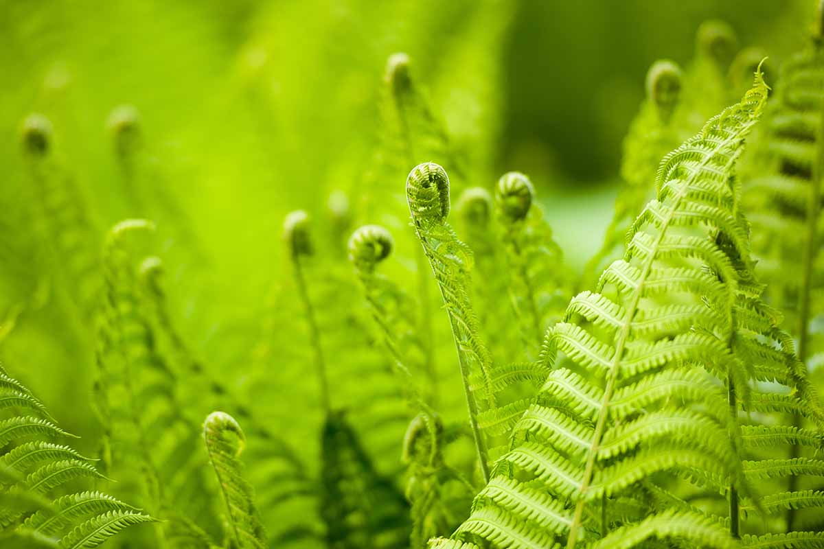 A close up horizontal image of sword fern fronds unfurling pictured in light sunshine on a soft focus background.