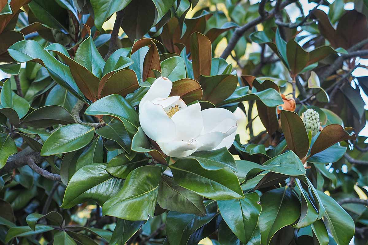 A close up horizontal image of the flowers and foliage of a southern magnolia tree growing in the garden.