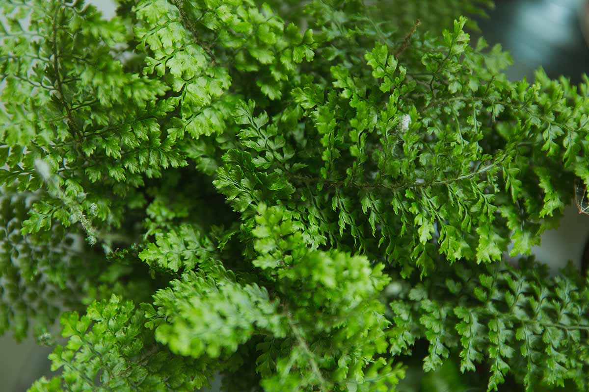 A close up horizontal image of the foliage of Nephrolepis exaltata 'Fluffy Ruffles' pictured on a soft focus background.