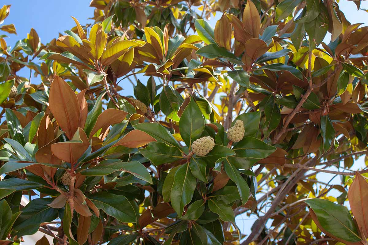 A horizontal image of the foliage and cones of a southern magnolia tree pictured on a blue sky background.
