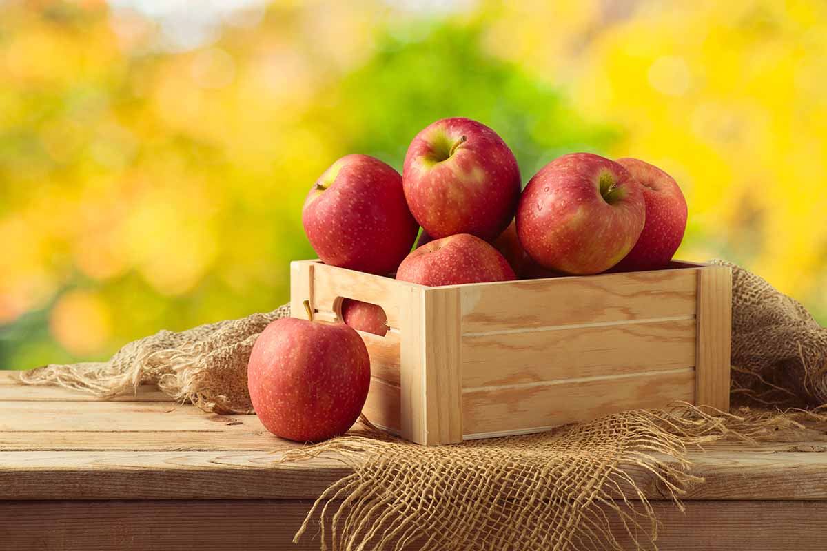 A horizontal image of a wooden box filled with freshly harvested apples set on a wooden surface pictured on a soft focus background.