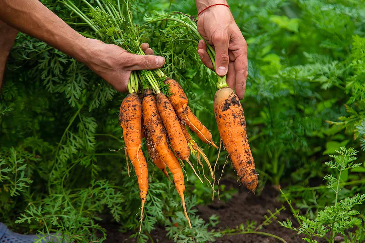 A horizontal image of a gardener holding a bunch of freshly harvested carrots still covered in dirt, with foliage in soft focus background.