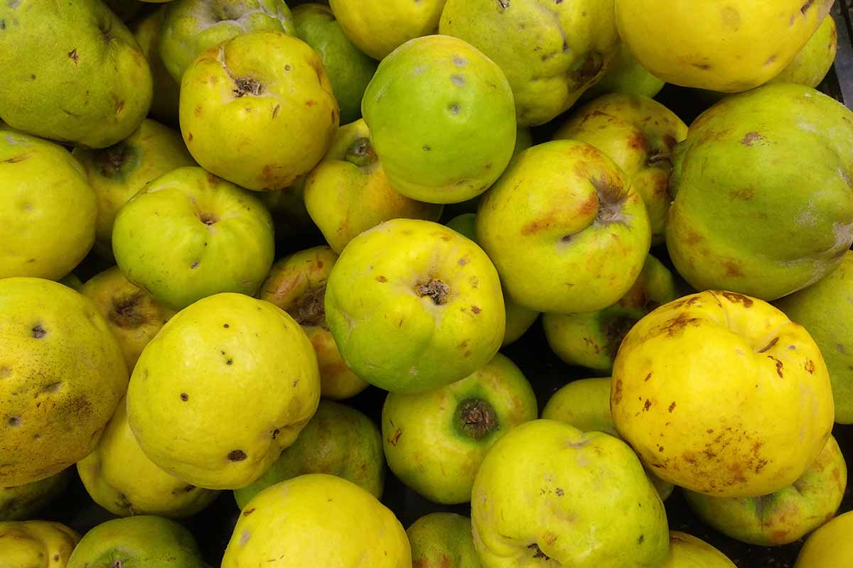A horizontal shot of freshly harvested quince fruit.