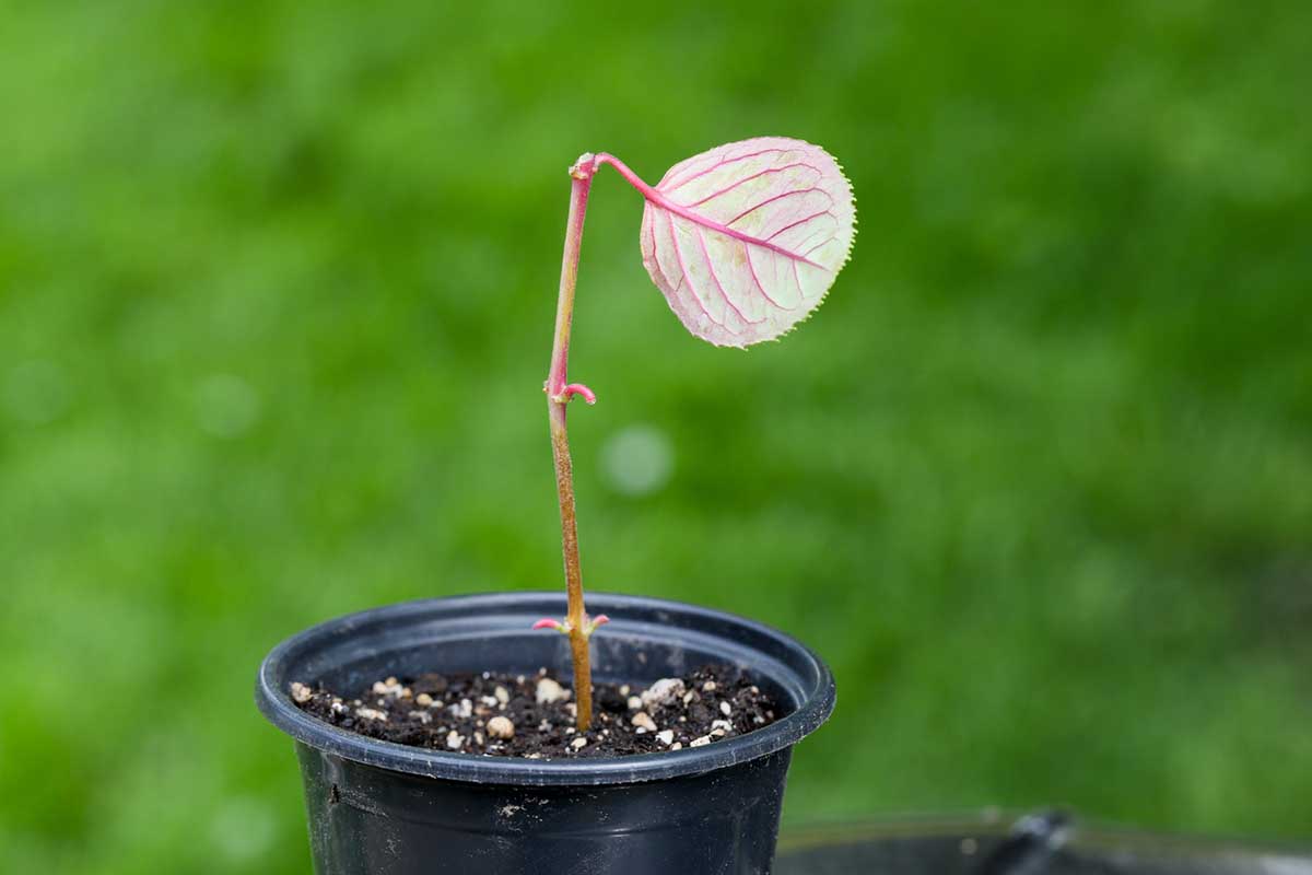 A horizontal photo of a fuchsia cutting rooting in a black nursery pot against a green grass background.