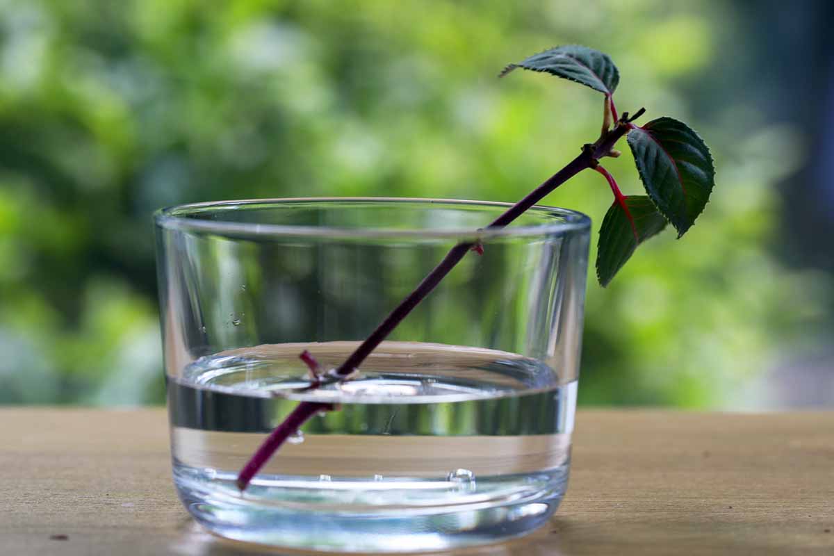 A horizontal photo of a fuchsia cutting rooting in a glass of water against a blurred background.