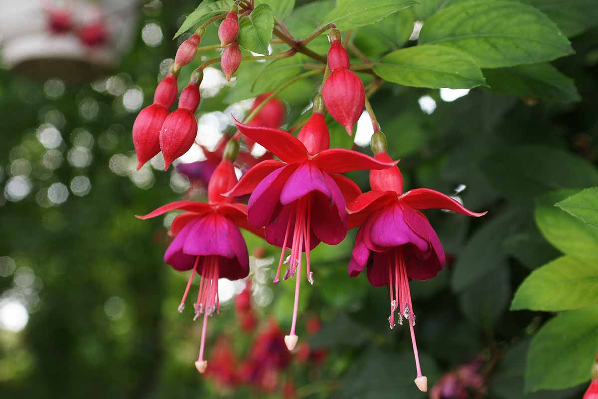 A close up horizontal image of bright fuchsia flowers growing in the garden pictured on a soft focus background.