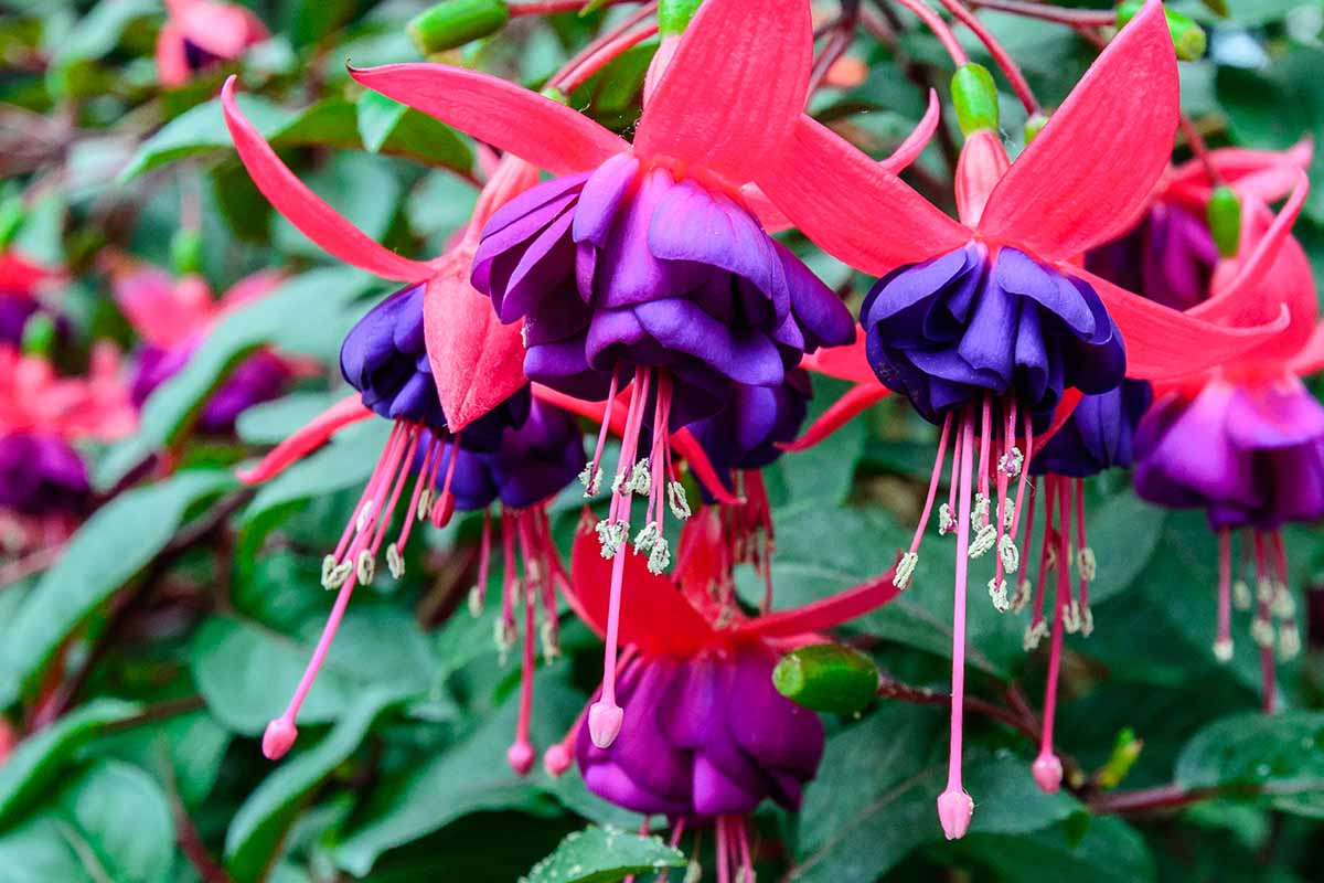 A close up horizontal image of red and purple fuchsia flowers growing in the garden with foliage in soft focus in the background.