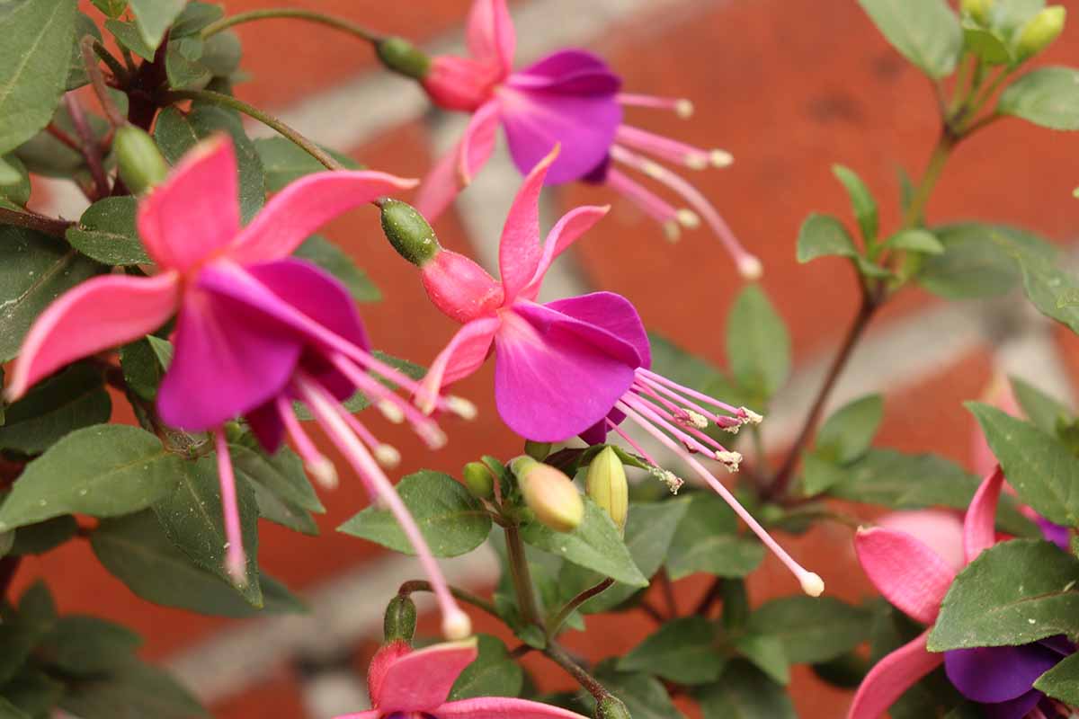 A horizontal image of pink flowers growing in the garden pictured on a soft focus background.