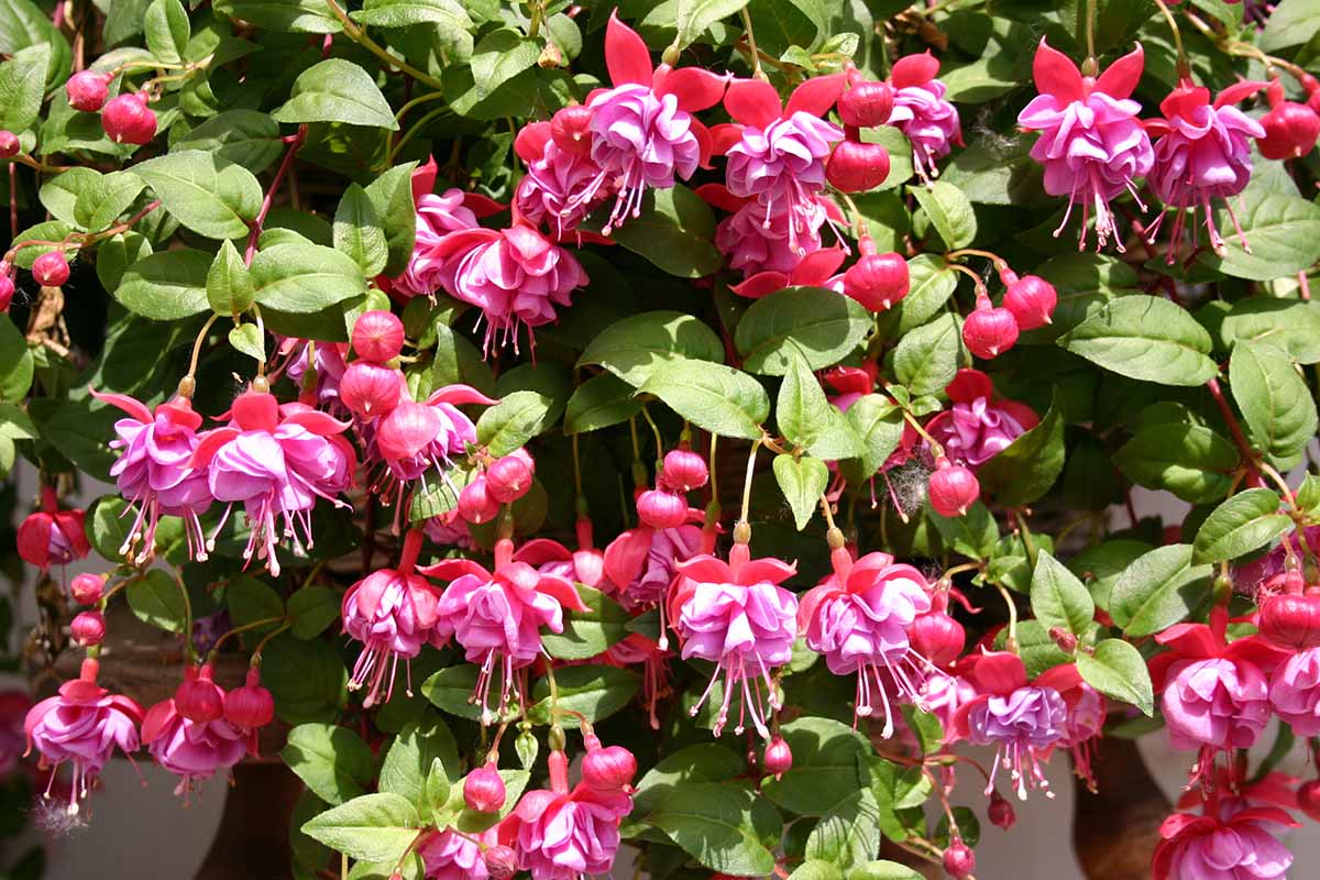 A close up horizontal image of pink and red fuchsia flowers growing in the garden pictured in bright sunshine.