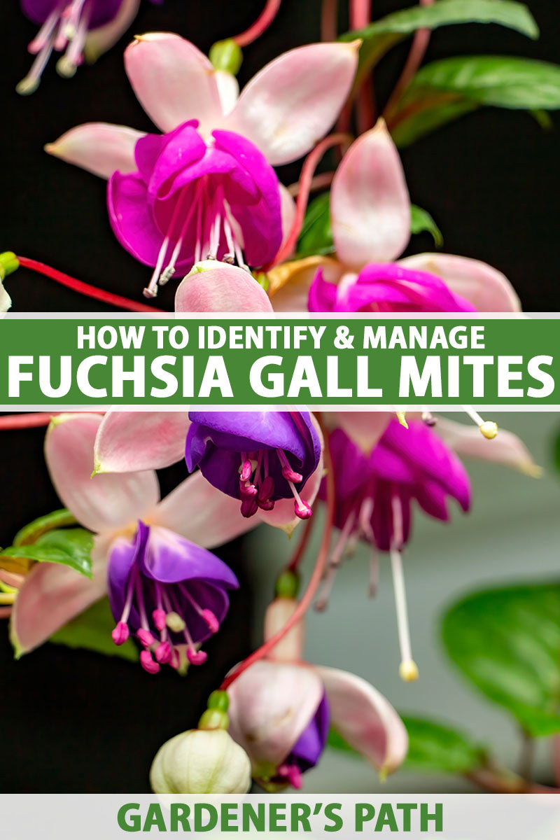 How to Identify and Manage Fuchsia Gall Mites | Gardener’s Path
