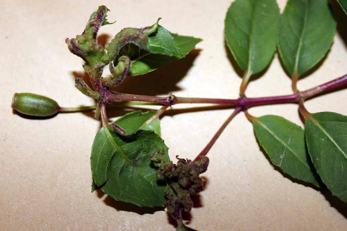 A close up horizontal image of a stem cutting showing symptoms of infestation with gall mites.