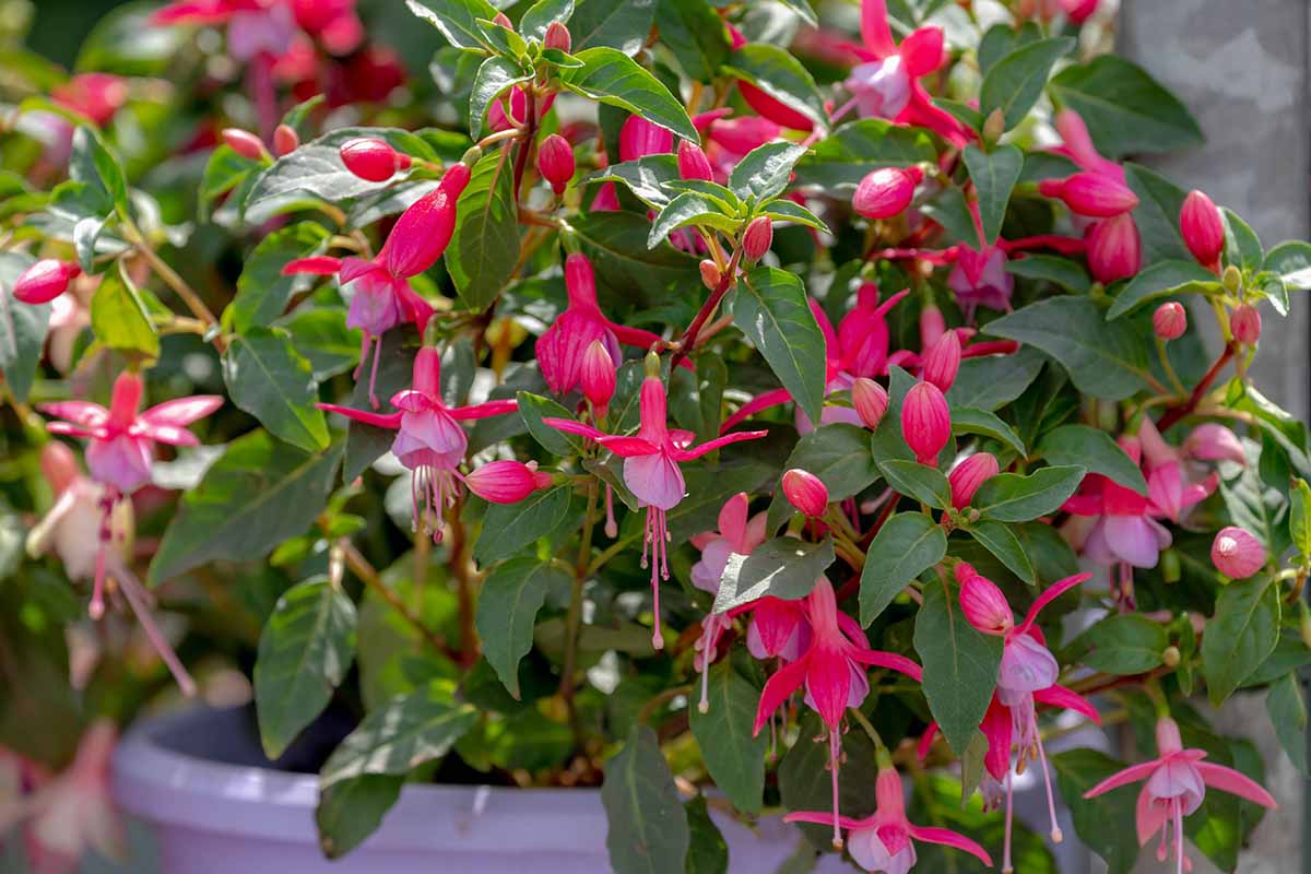 A horizontal photo of a fuchsia plant growing in a pot covered in dark pink blooms.