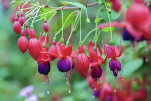 A close up horizontal image of red and purple fuchsia flowers growing in the garden pictured on a soft focus background.