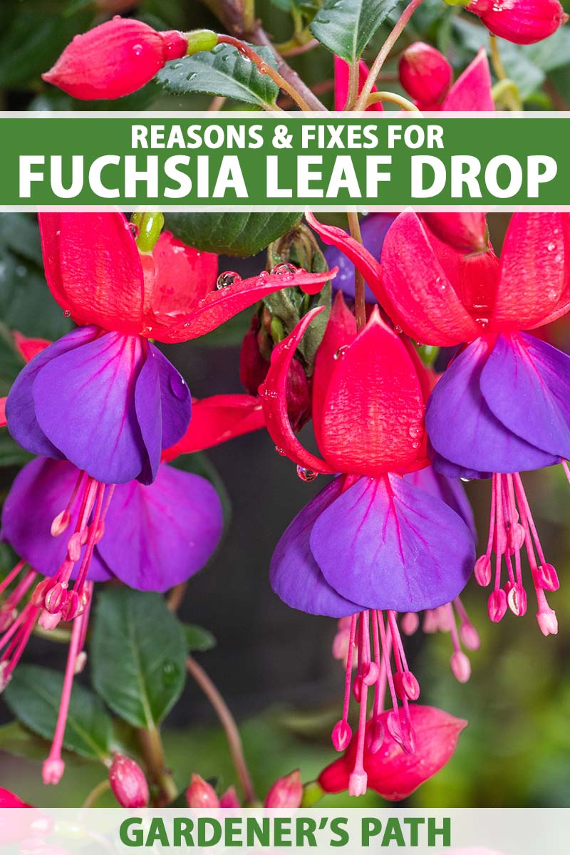 A close up vertical image of red and purple fuchsia flowers growing in the garden pictured on a soft focus background. To the top and bottom of the frame is green and white printed text.